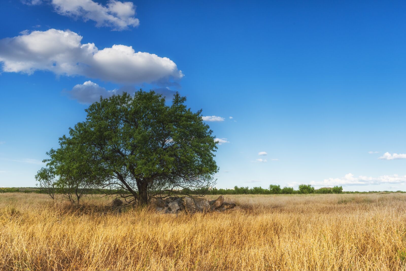 Nikon D750 sample photo. Tree, landscape, nature photography