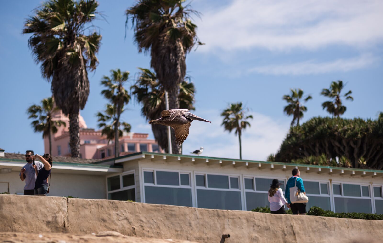 Nikon D800E sample photo. Pelican, bird, people photography