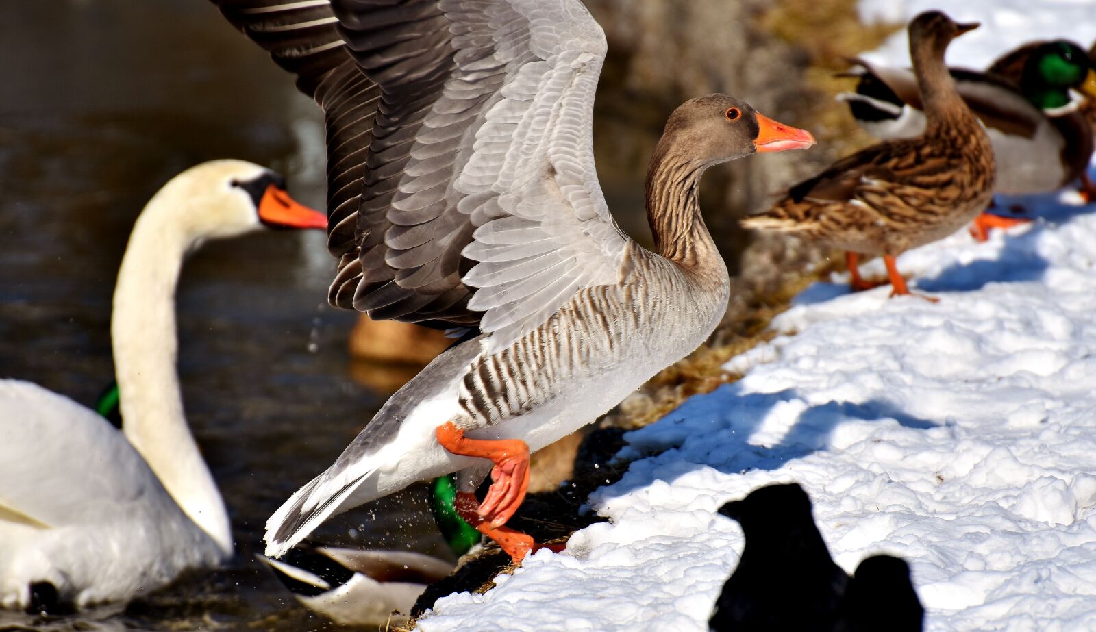 Nikon D7200 sample photo. Swan, ducks, wild goose photography