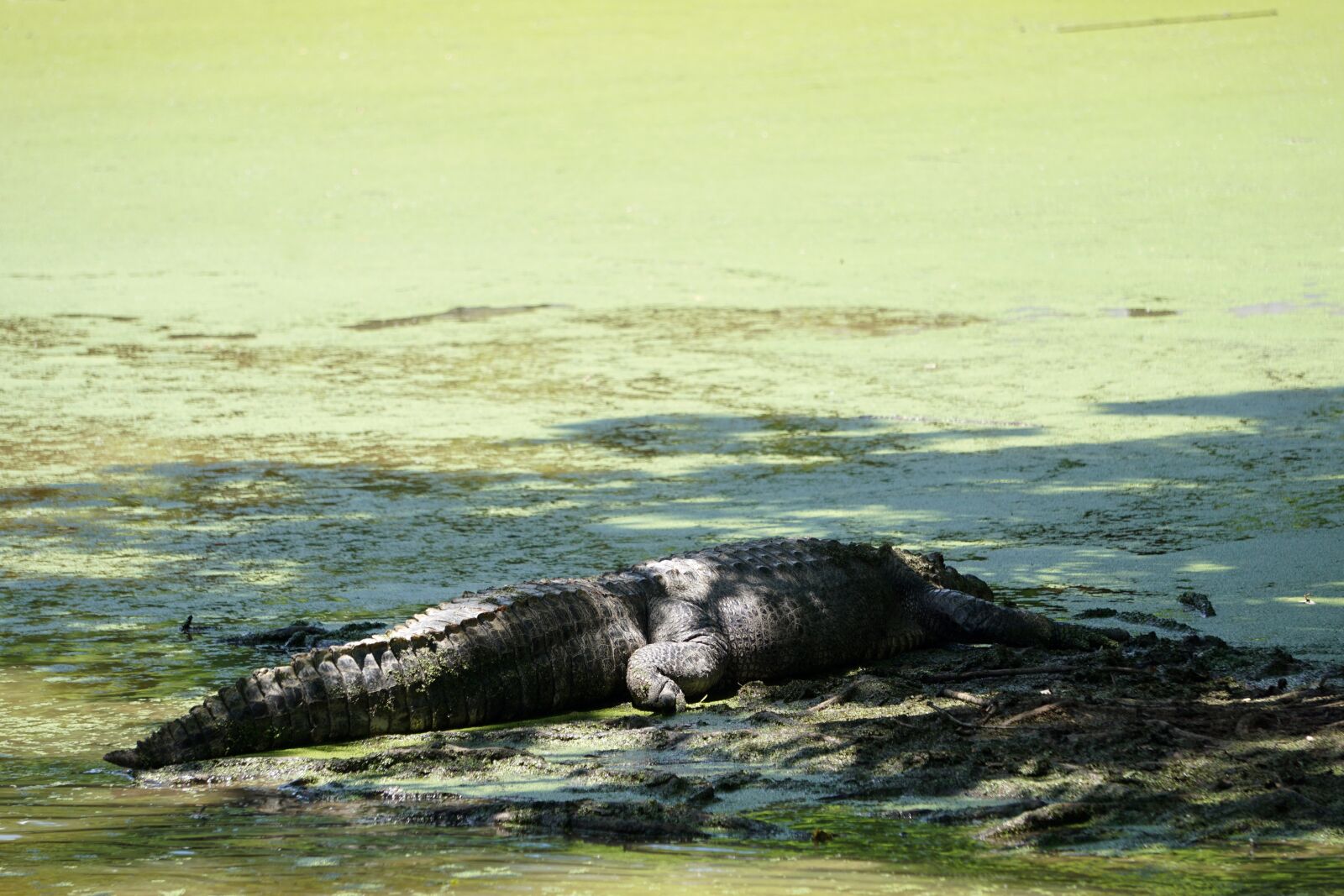 Sony E 55-210mm F4.5-6.3 OSS sample photo. Alligator, reptile, crocodile photography