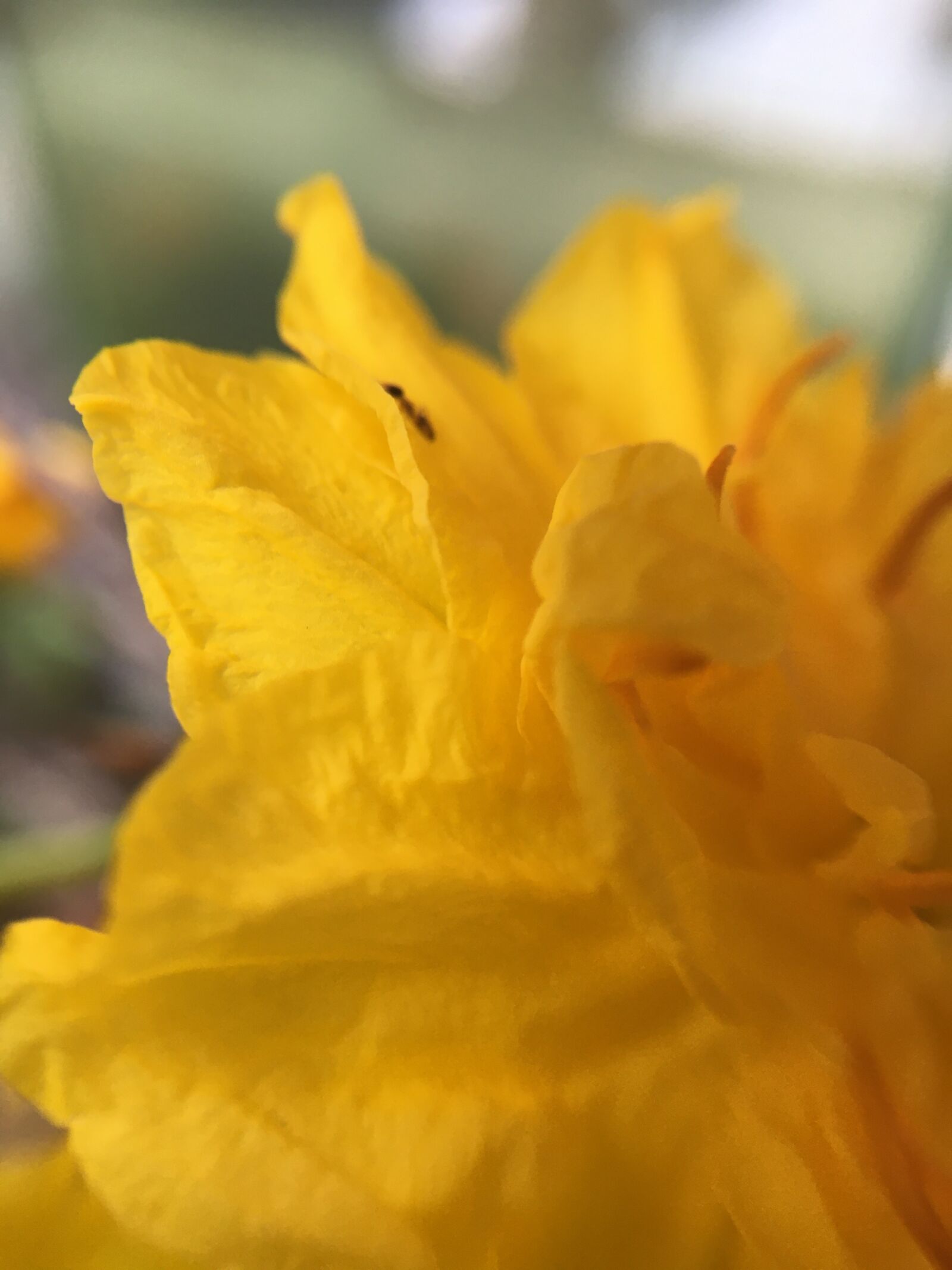 Apple iPhone 6s sample photo. Tags separated by comma photography