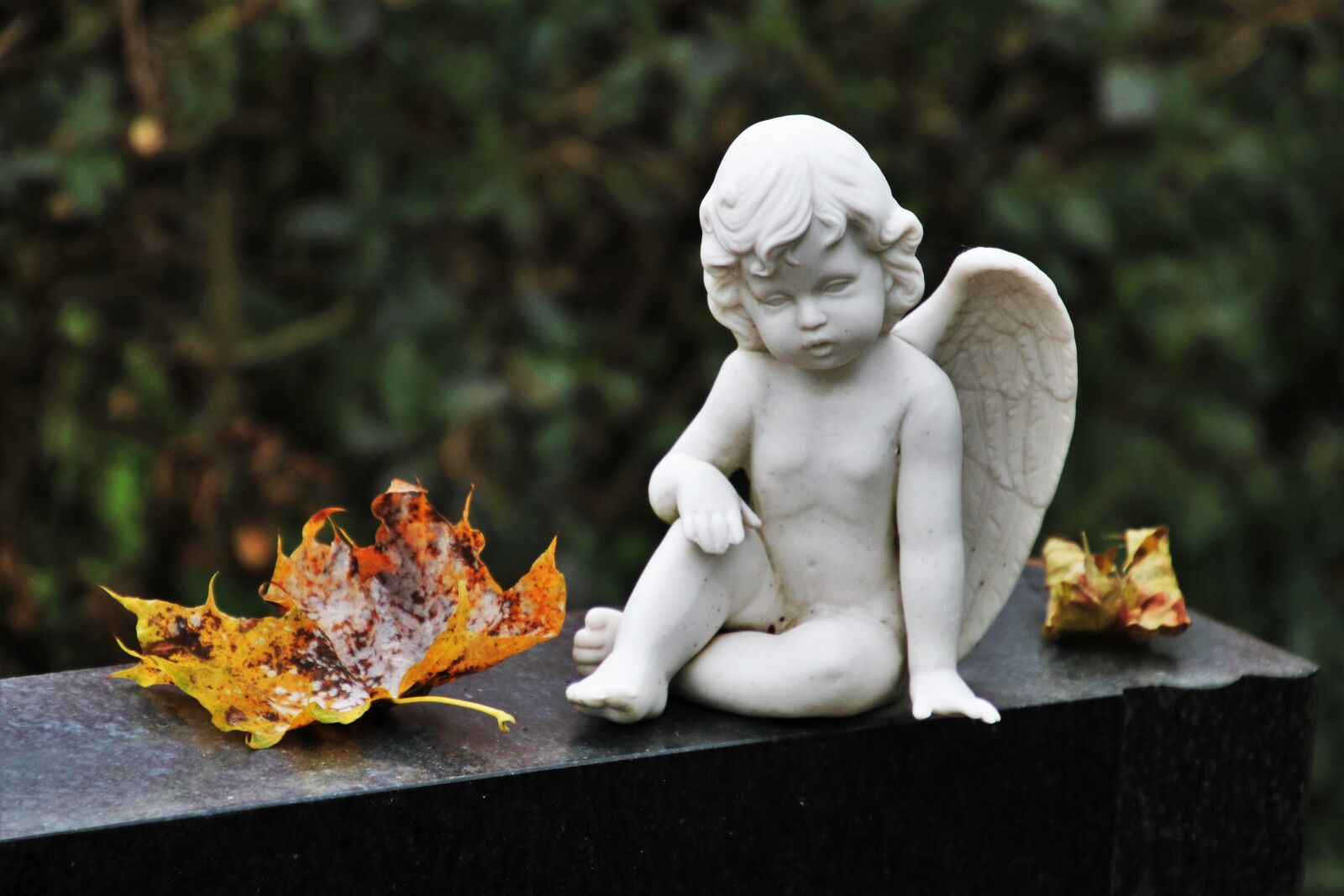 Canon EOS 80D sample photo. Everything goes, autumn, sadness photography
