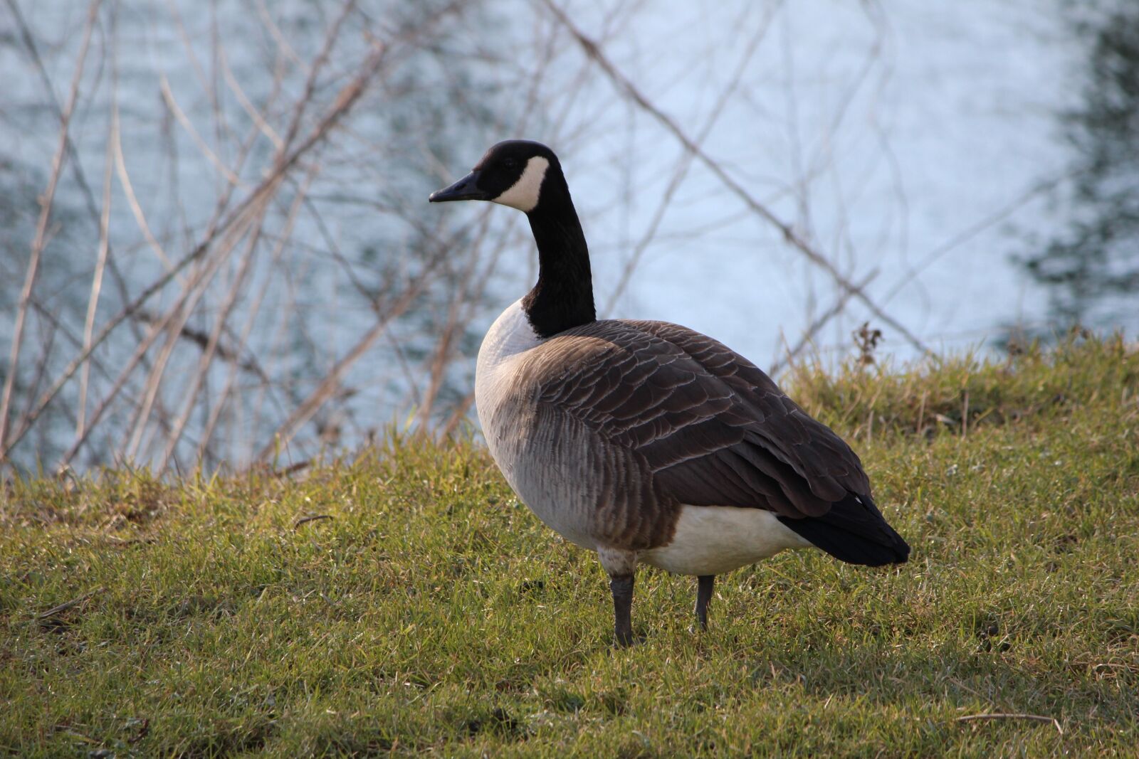 Canon EOS 600D (Rebel EOS T3i / EOS Kiss X5) sample photo. Bird, animal world, nature photography