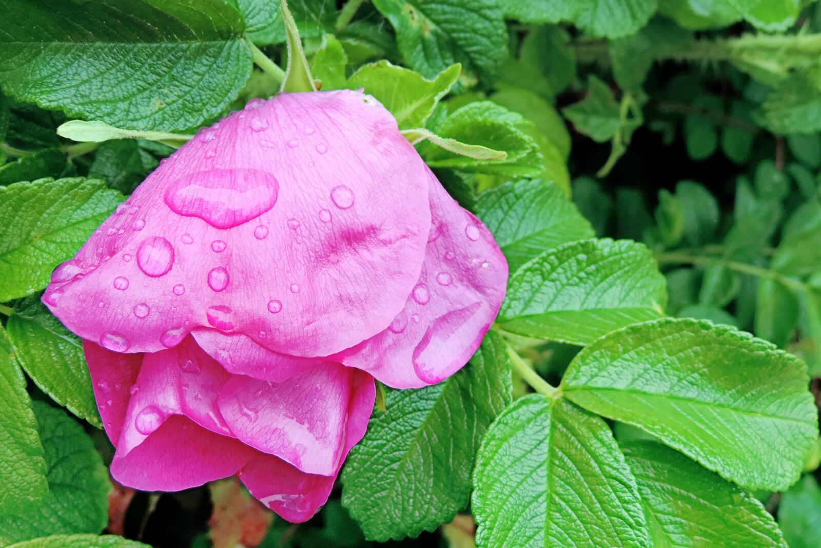 Nikon Coolpix P520 sample photo. Blossom, bloom, wild rose photography