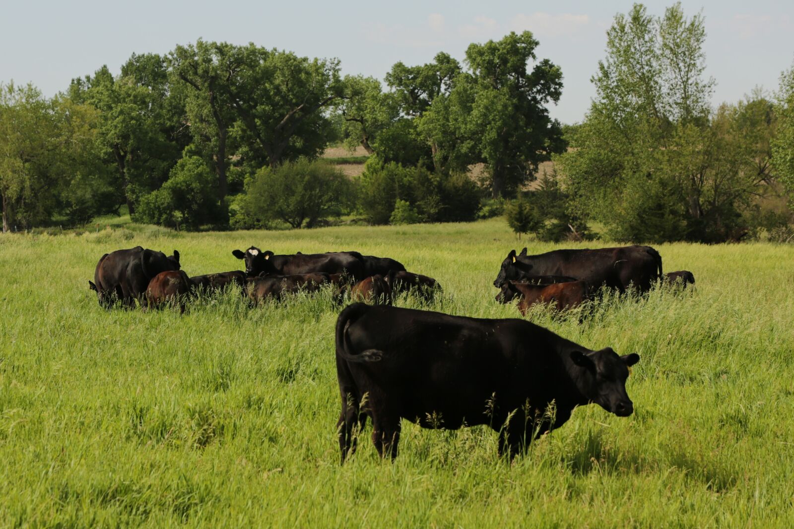 Canon EOS 5D Mark III sample photo. Farm, cattle, black photography