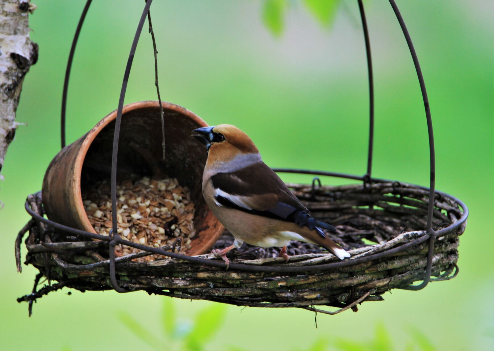 Tamron SP 150-600mm F5-6.3 Di VC USD sample photo. Core beisser, bird, songbird photography