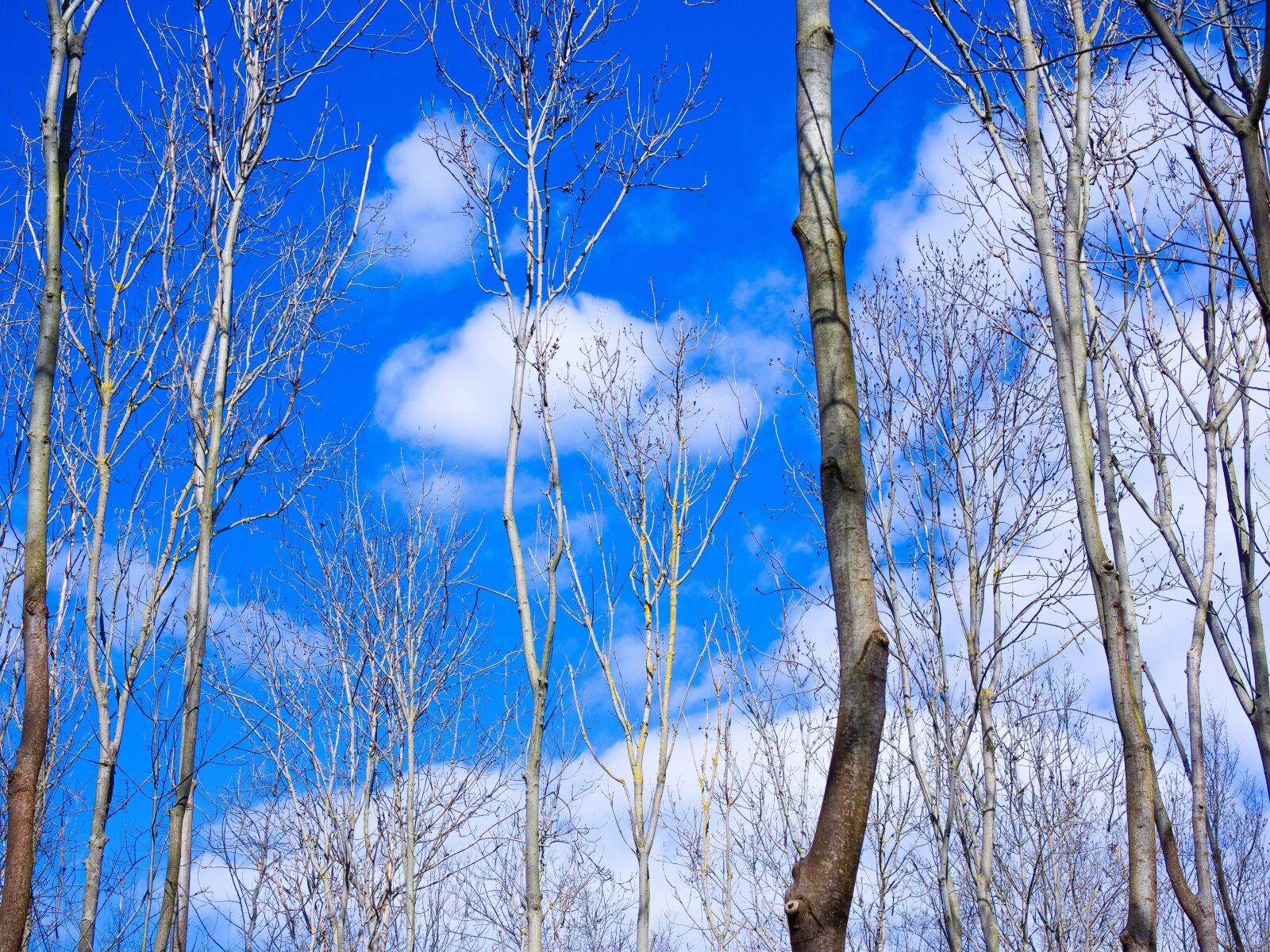 Panasonic Lumix G Macro 30mm F2.8 ASPH Mega OIS sample photo. Trees, sky, blue photography