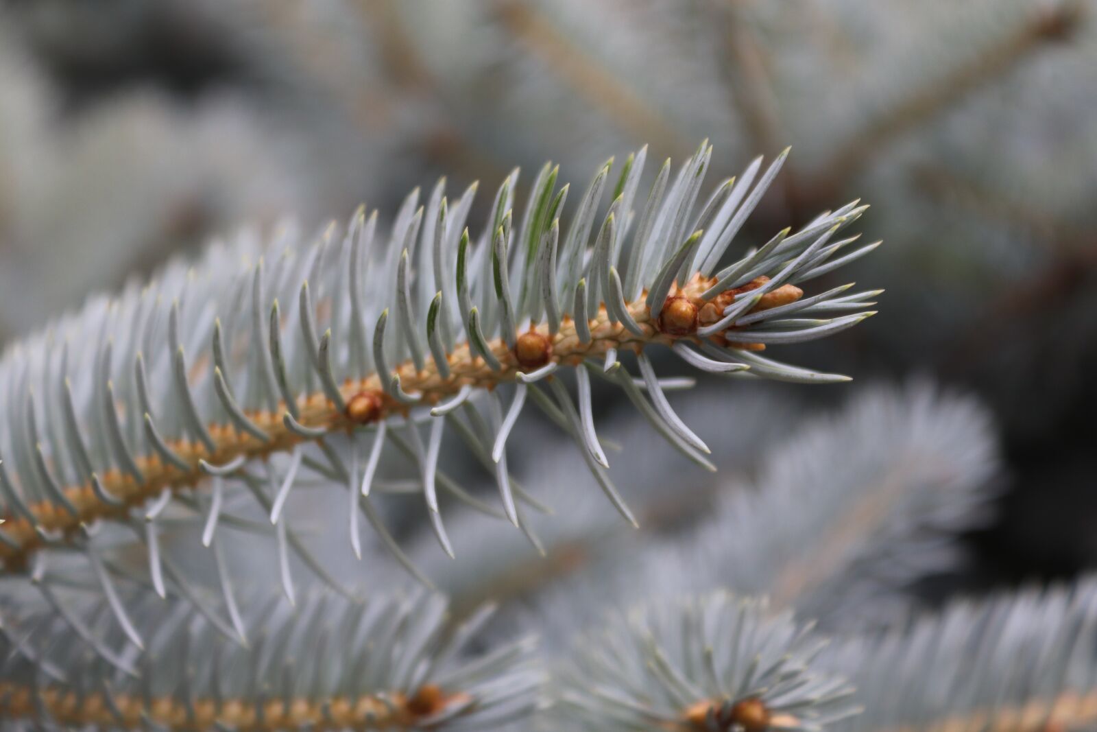 Canon EOS 200D (EOS Rebel SL2 / EOS Kiss X9) sample photo. Branch, pine, needles photography