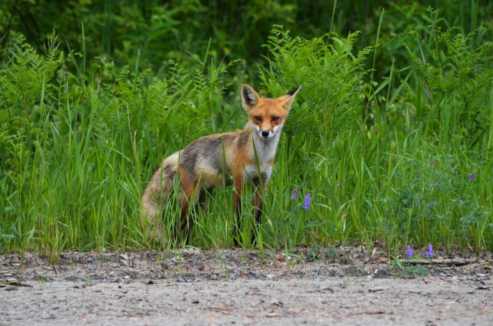 Nikon D7000 sample photo. Fox, red fox, wild photography