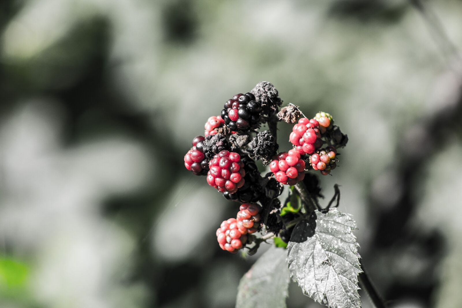 Canon EF 75-300mm f/4-5.6 sample photo. Blackberries, berries, black photography