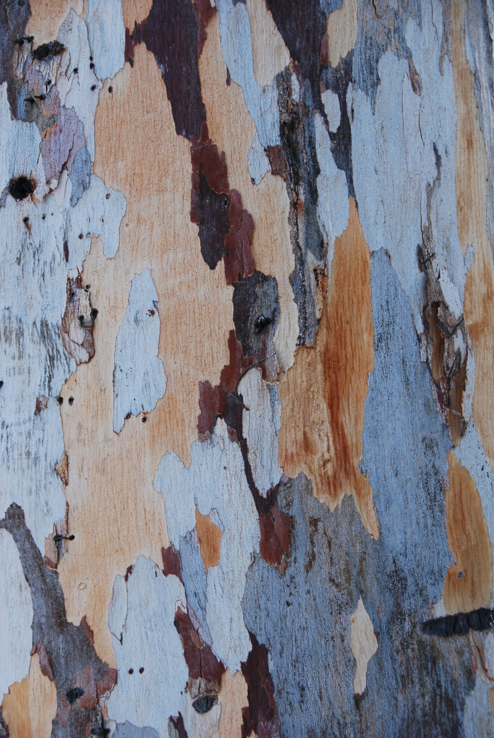 Nikon D60 sample photo. Tree, wood, bark photography