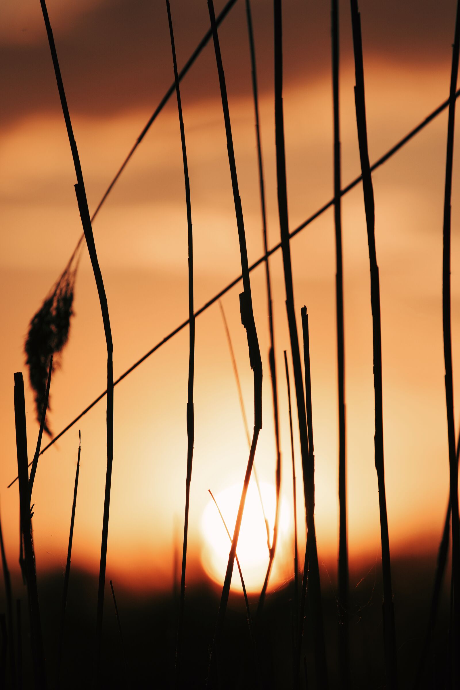 Canon EF 70-200mm F4L USM sample photo. Summer, sunset, reed photography
