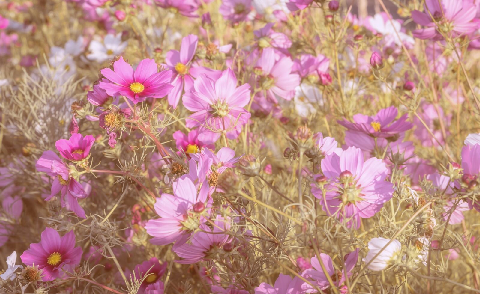 Fujifilm XF 55-200mm F3.5-4.8 R LM OIS sample photo. Cosmea, flowers, bloom photography