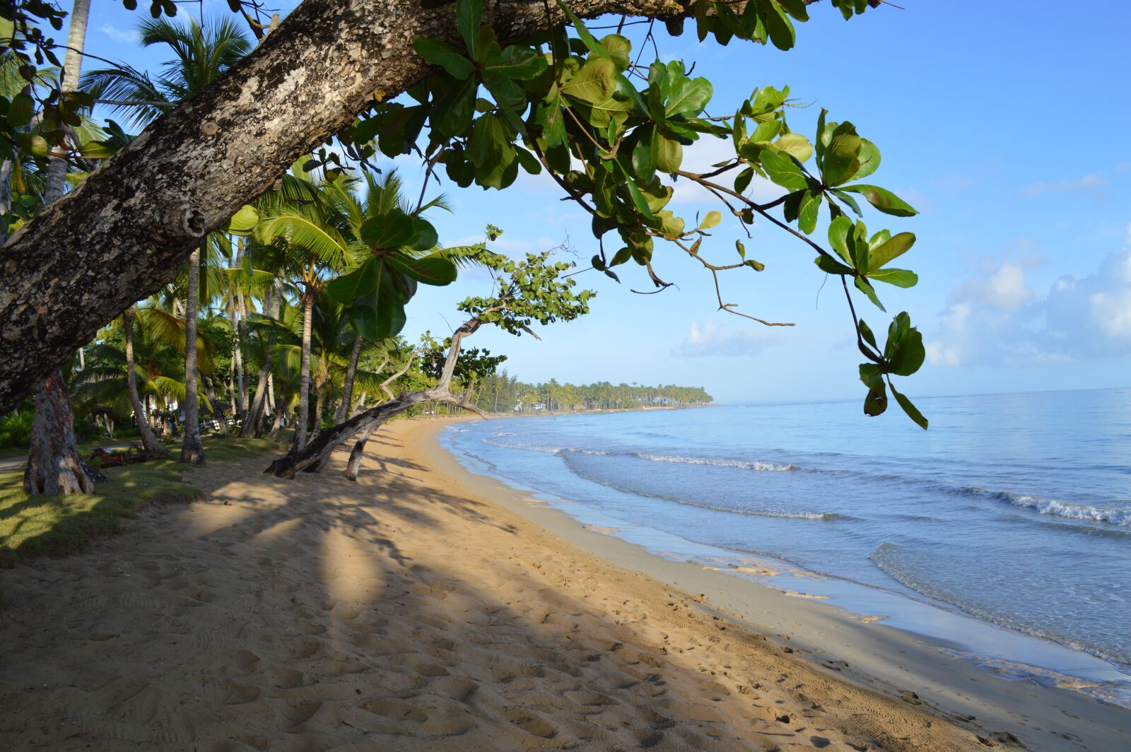 Nikon D3200 sample photo. Caribbean, sea grape, beach photography
