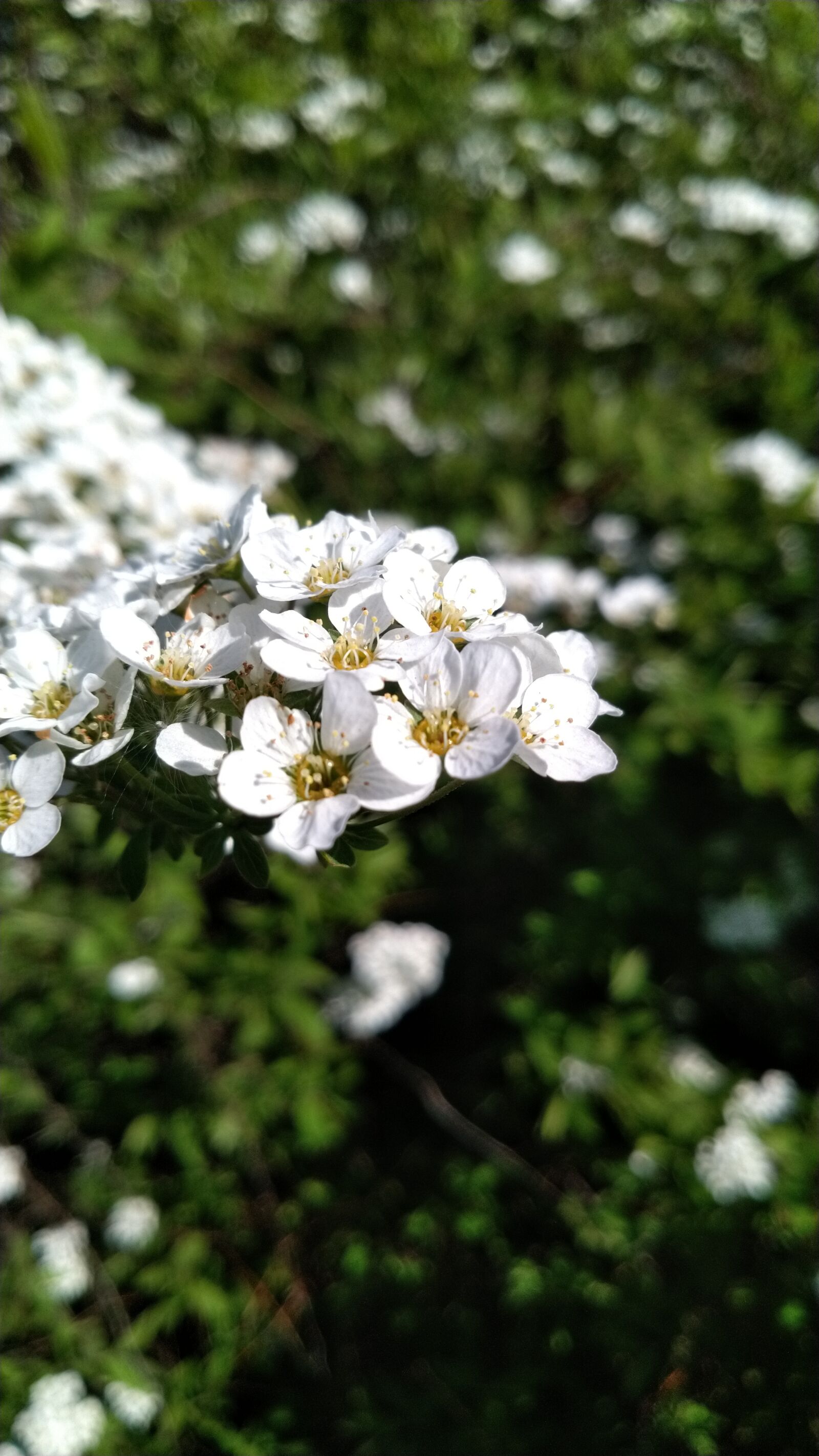 ASUS ZenFone 5 Lite (ZC600KL) sample photo. Cherry, spring, flowers photography