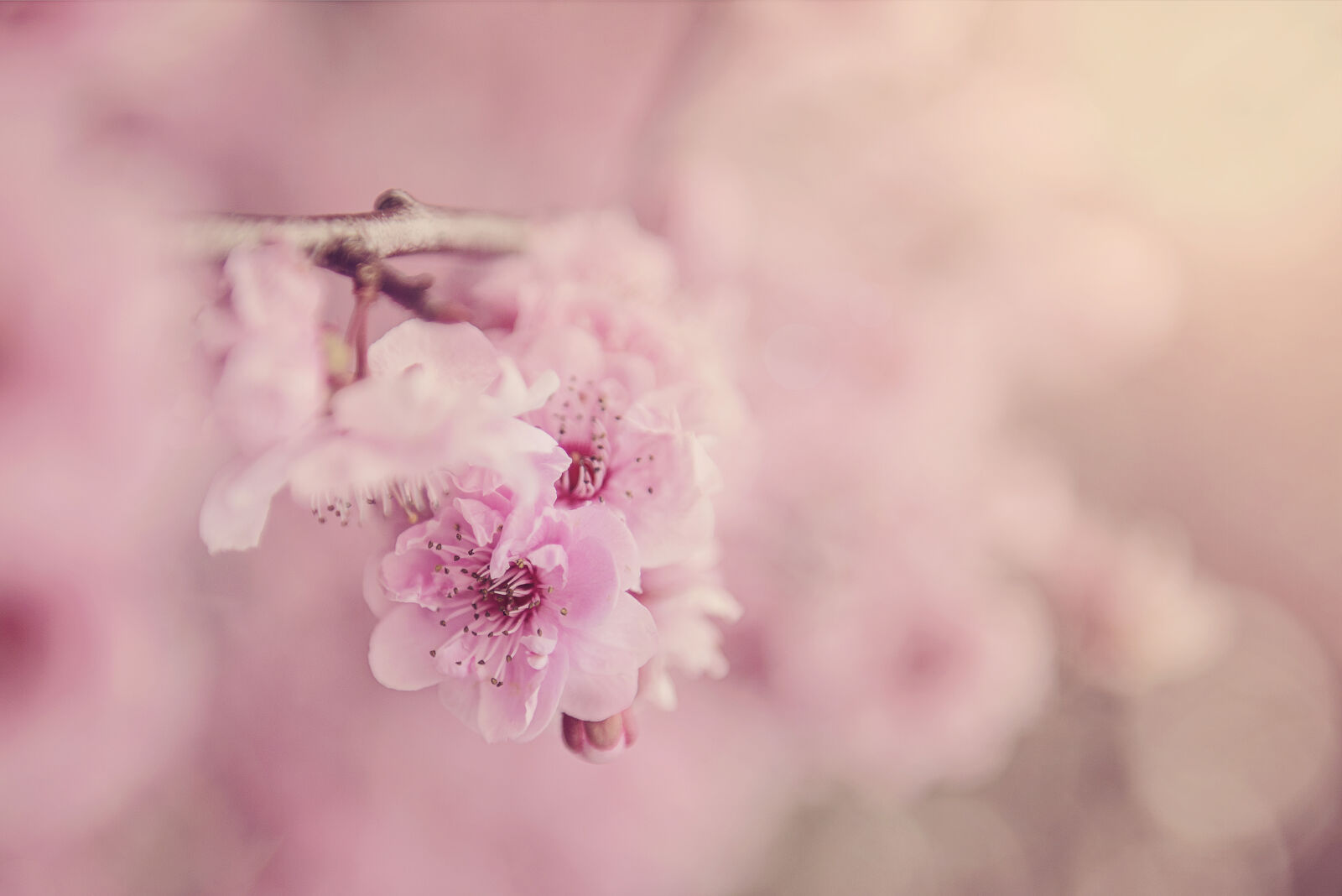 Nikon D800 sample photo. Beautiful, bloom, blooming, blossom photography