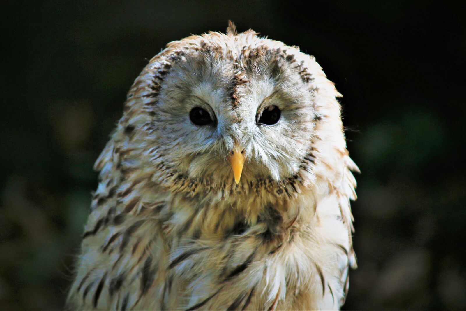 Canon EF-S 55-250mm F4-5.6 IS sample photo. Ural owl, owl, strix photography
