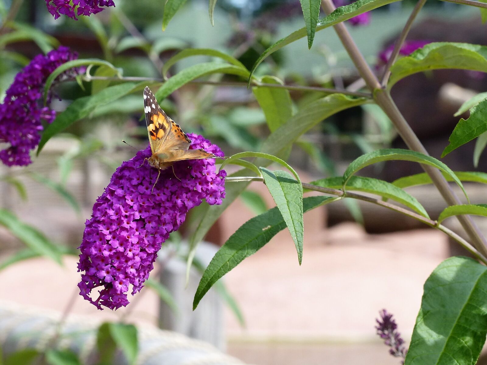 Panasonic Lumix DMC-FZ200 sample photo. Blossom, bloom, butterfly photography