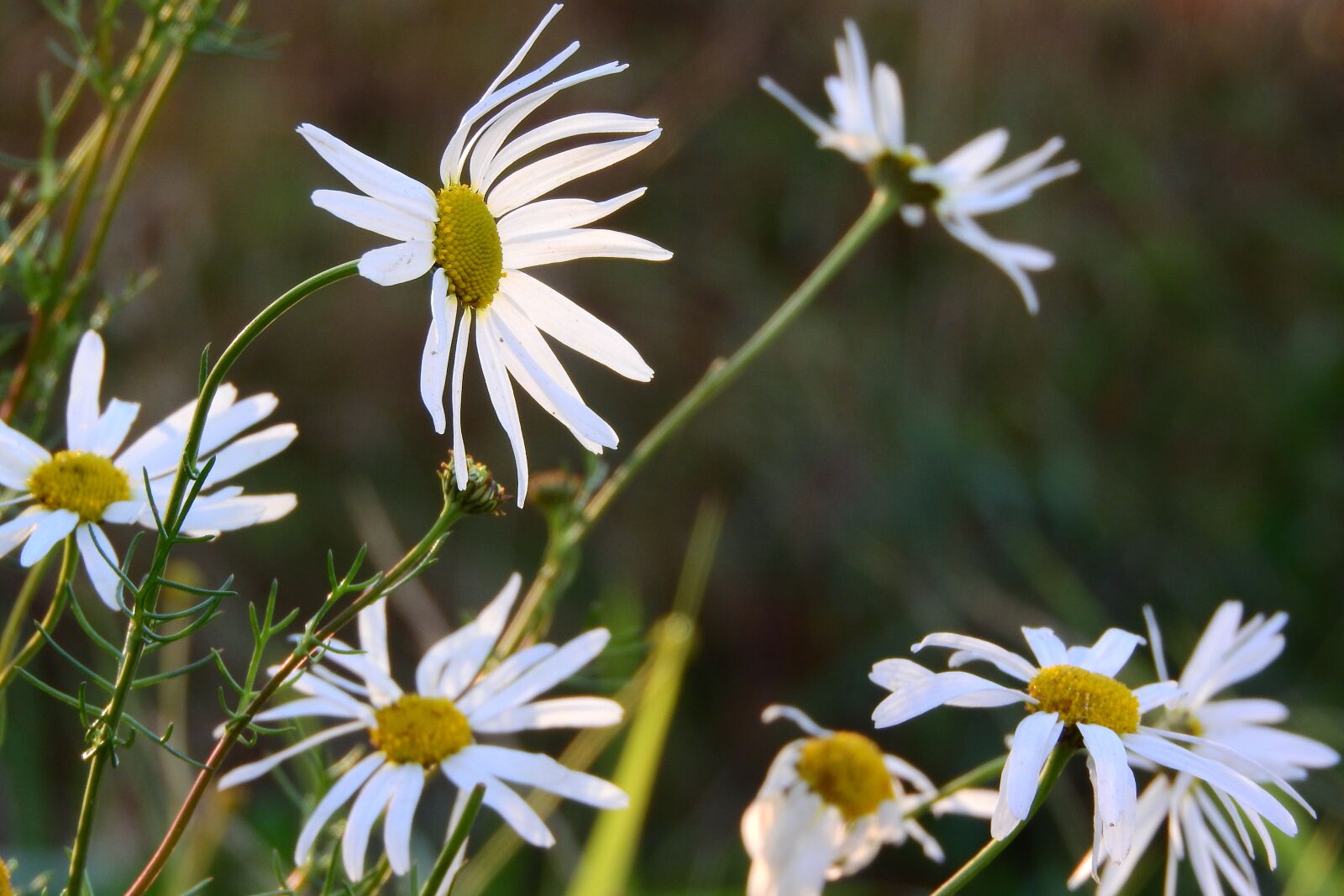 Nikon Coolpix P610 sample photo. Keywords fotomont , white photography
