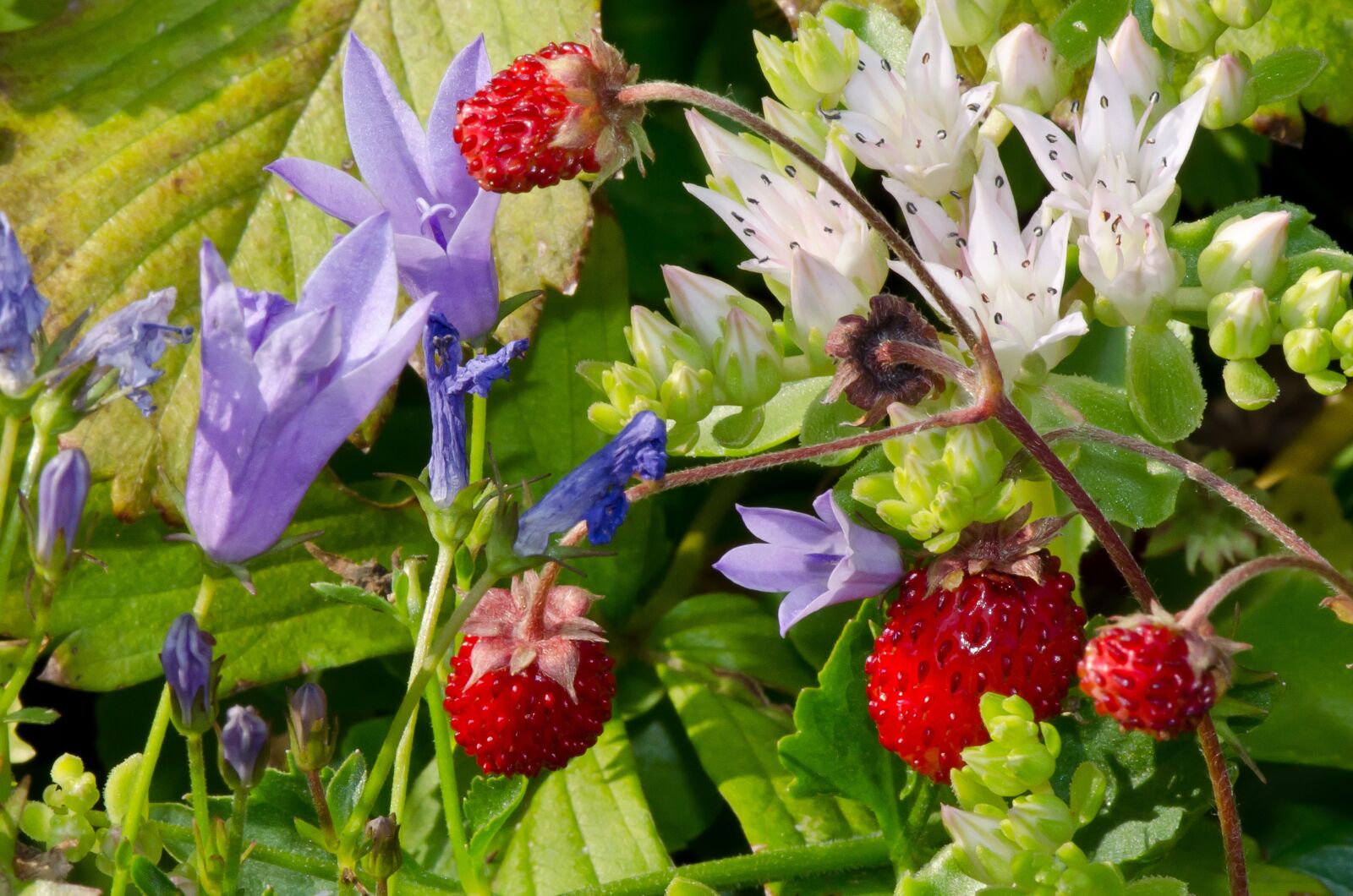 Nikon D5100 sample photo. Wild strawberries, nature, summer photography
