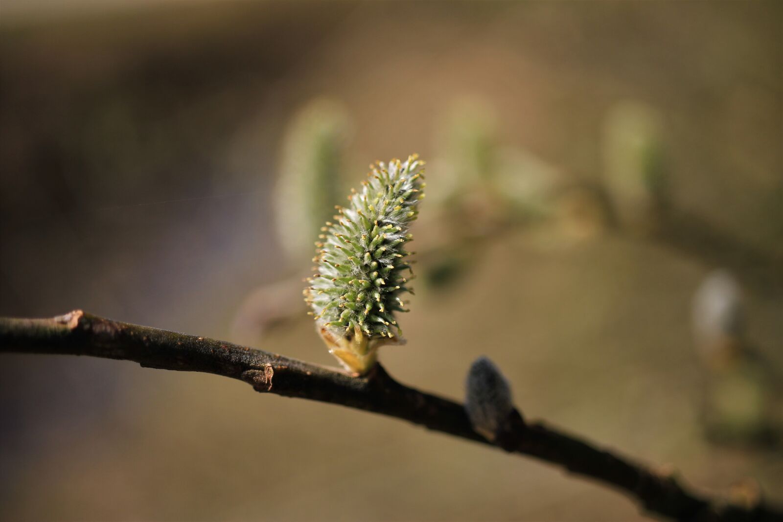 Canon EOS 7D sample photo. Willow catkin, pasture, spring photography
