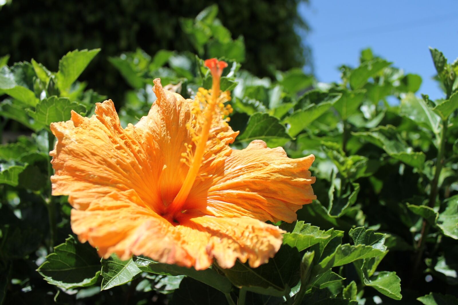 Canon EOS 1100D (EOS Rebel T3 / EOS Kiss X50) sample photo. Flowers, nature, sky photography