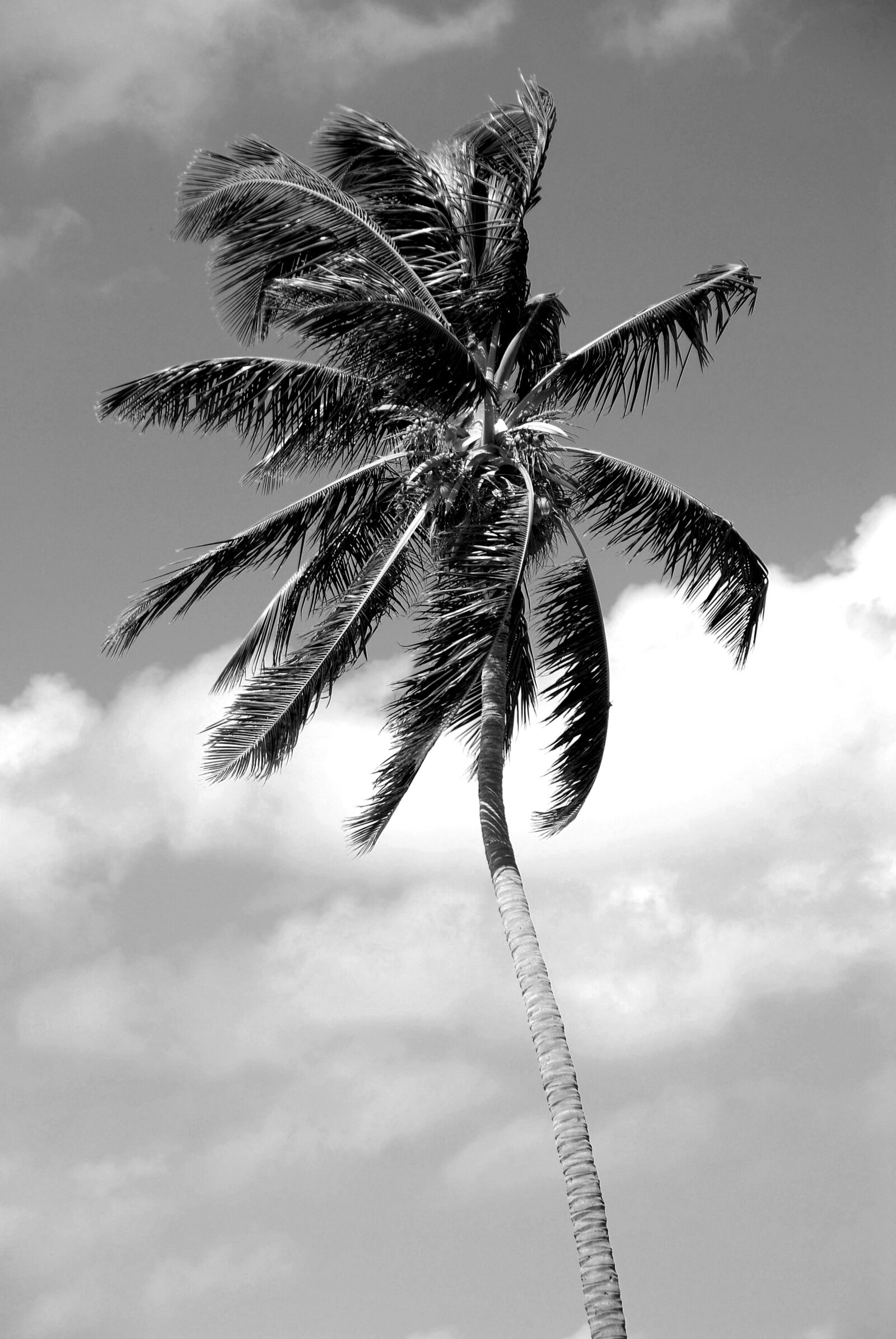 Nikon D200 sample photo. Palm tree, black, white photography