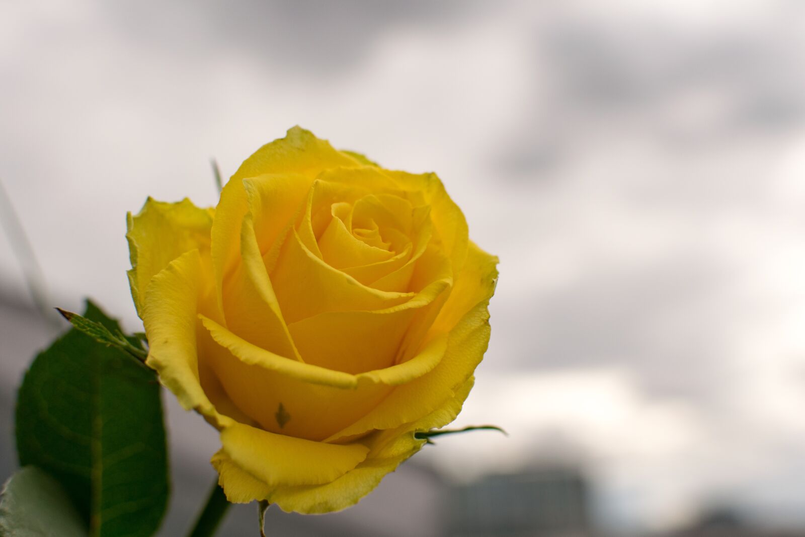 Nikon D3300 sample photo. Nature, flower, rose photography