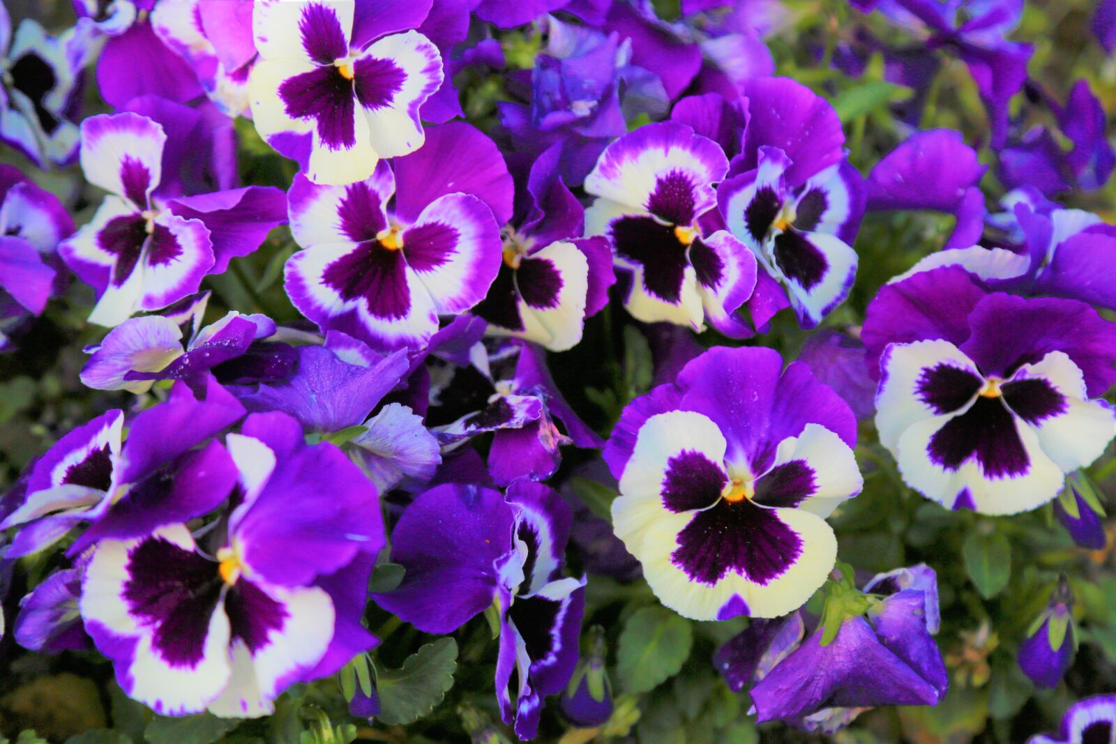 Canon EOS 5D Mark III sample photo. Flower, spring, nature photography