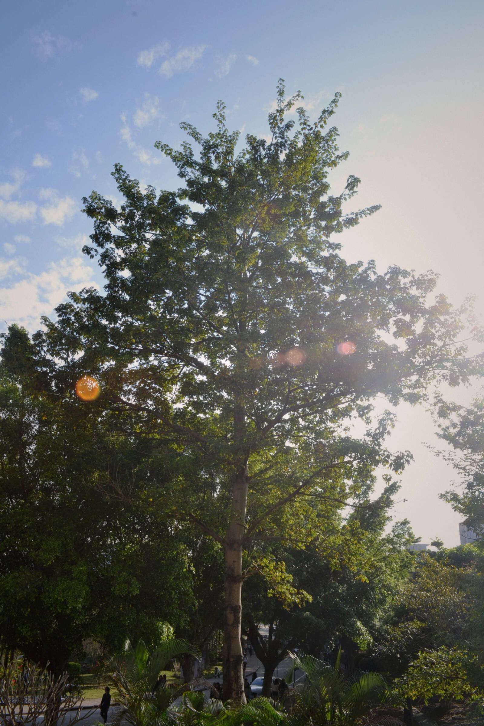 Nikon D3100 sample photo. Trees, against, sky, during photography