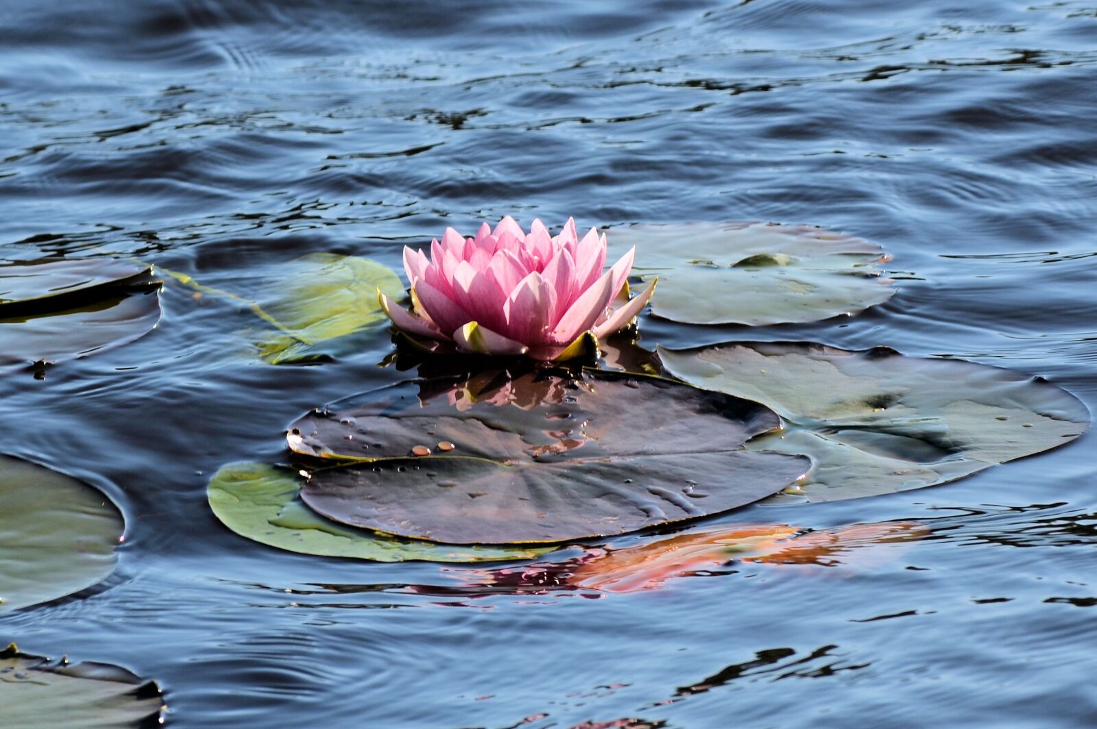 Nikon D5100 sample photo. Water lily, flower, water photography