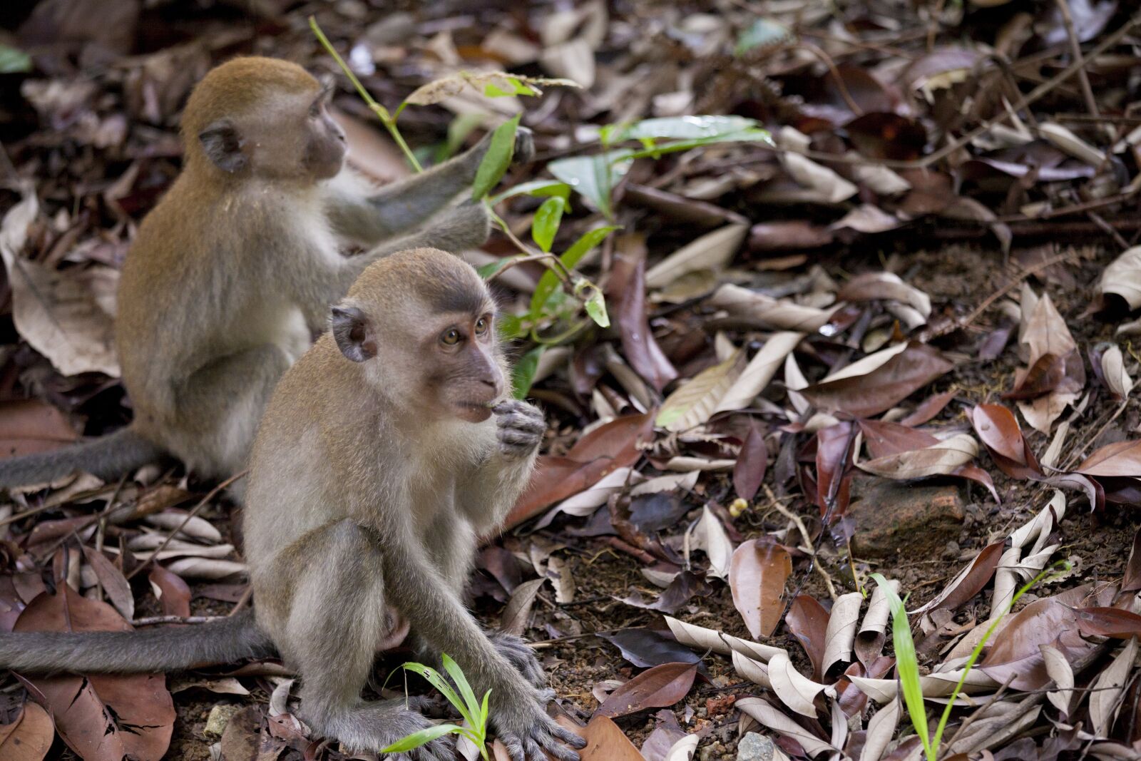 Canon EF 70-200mm F4L IS USM sample photo. Monkey, nature, wild photography