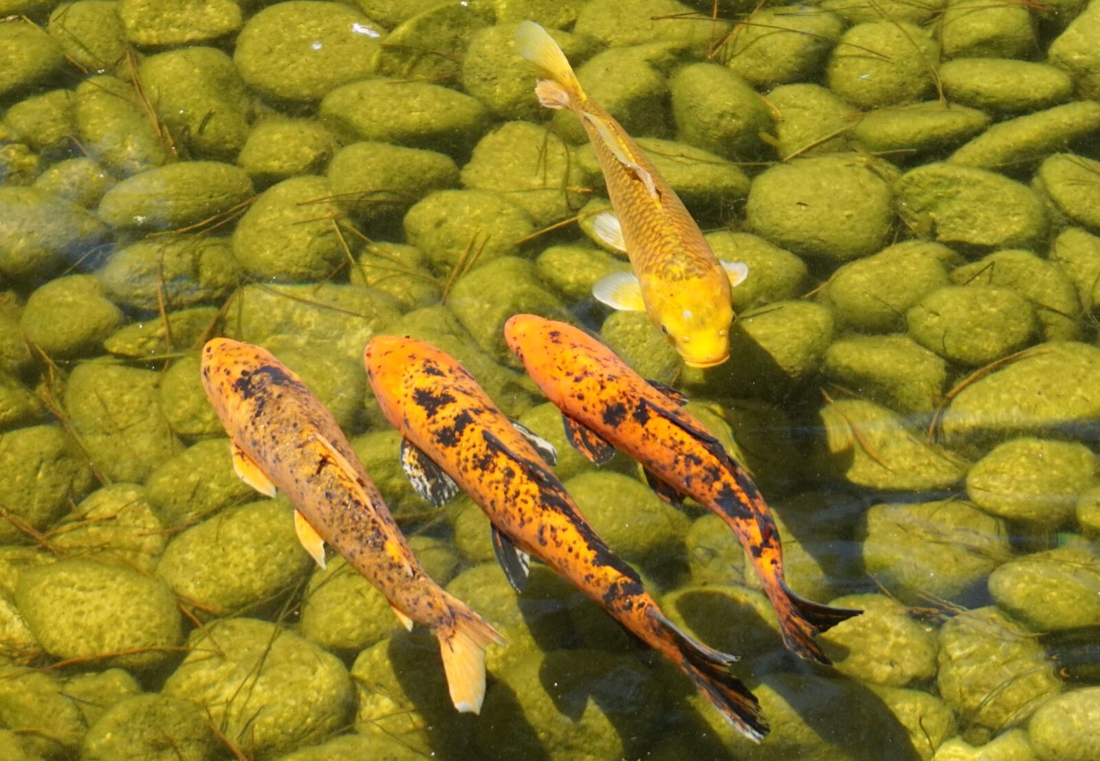 Sony a6000 sample photo. Koi, carp, pond photography