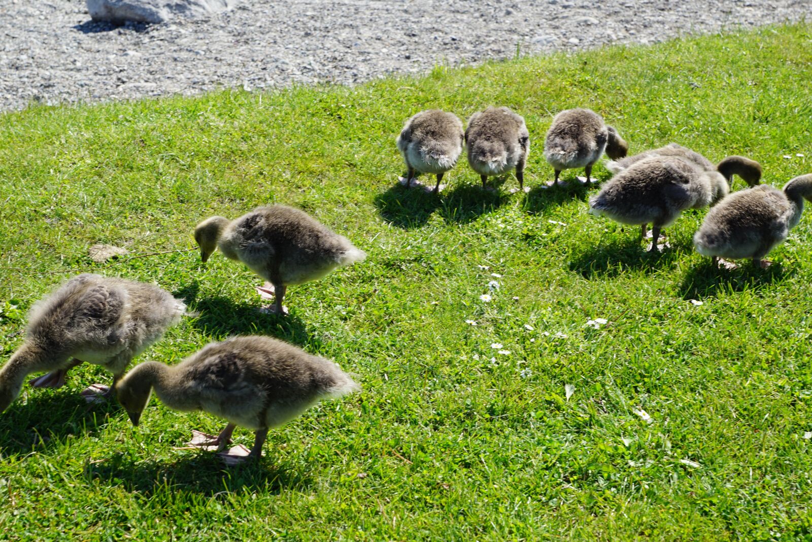 Sony DT 16-50mm F2.8 SSM sample photo. Ducks, bird, meadow photography