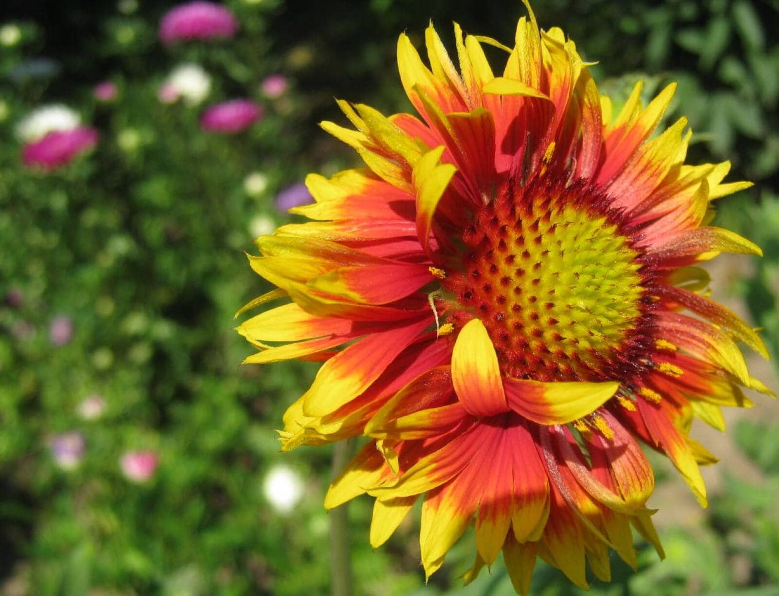 Canon PowerShot A480 sample photo. Colorful, flower, flower garden photography