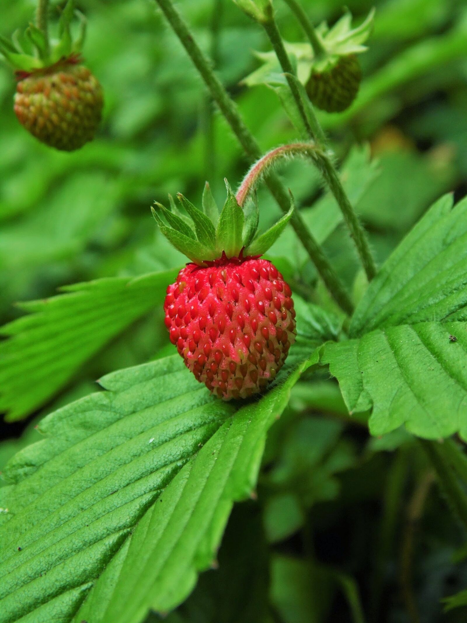 Samsung WB110/  WB111 sample photo. Strawberry, plant, leaves photography