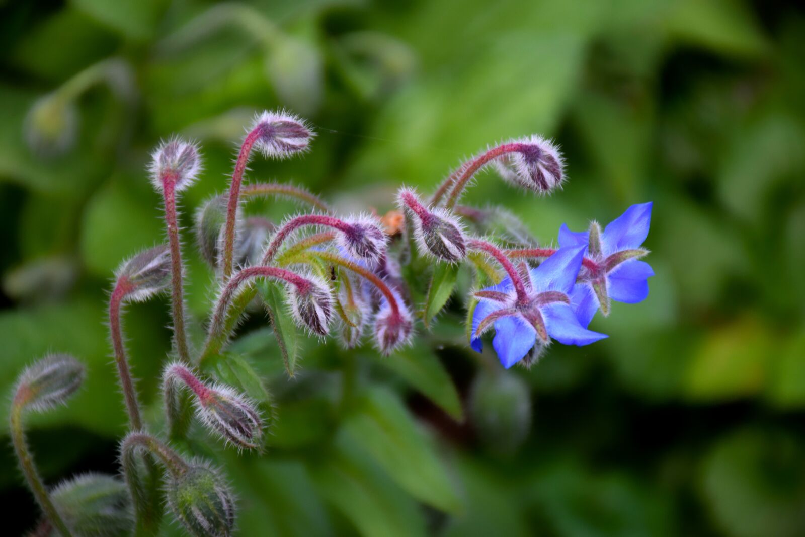 Nikon D5300 sample photo. Borago officinalis, flower, blue photography