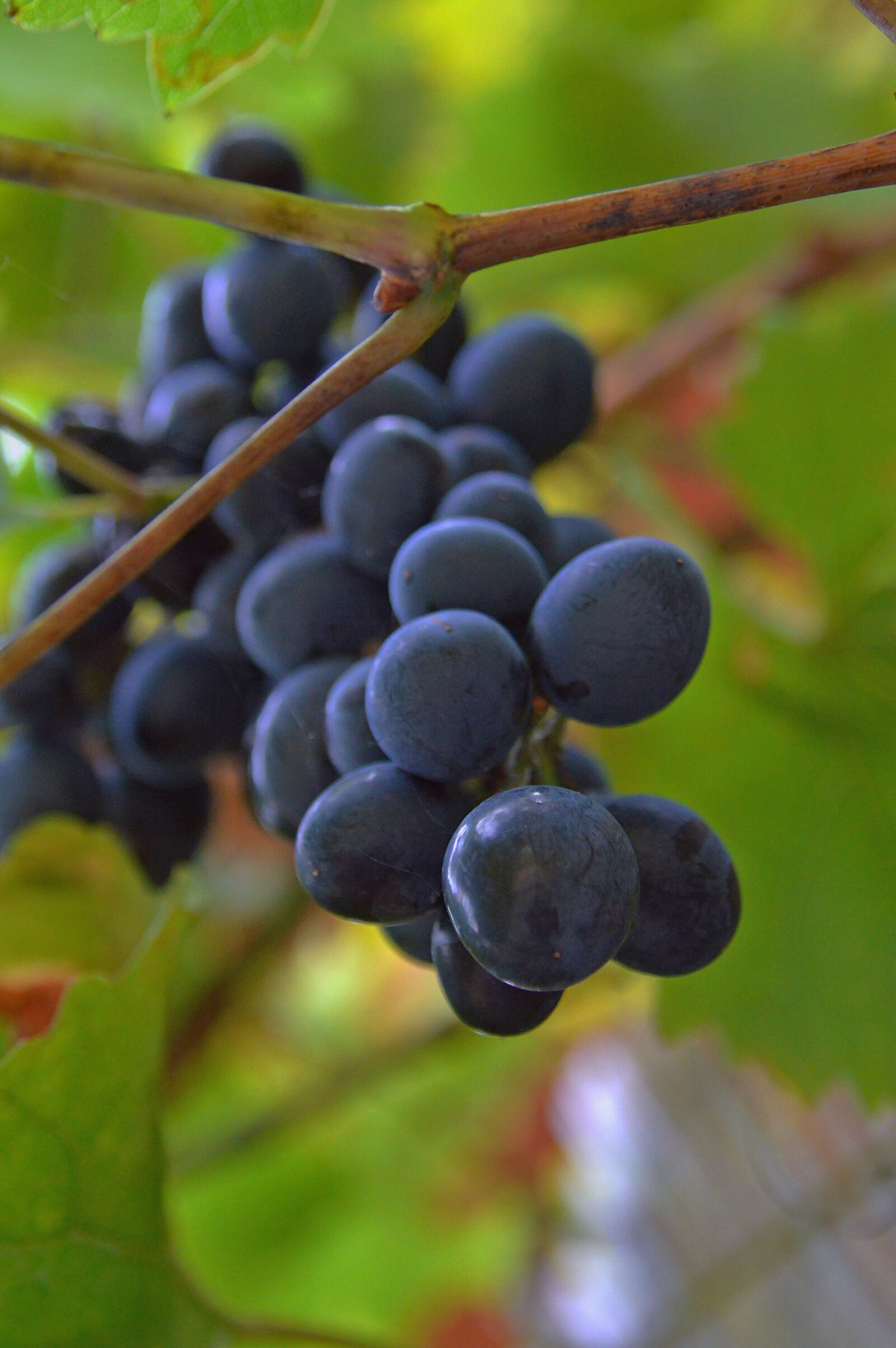 Nikon D3200 sample photo. Grape, red grapes, fruit photography