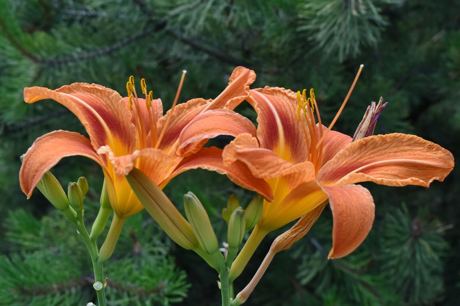 Nikon D5500 sample photo. Close-up, flower garden, lily photography