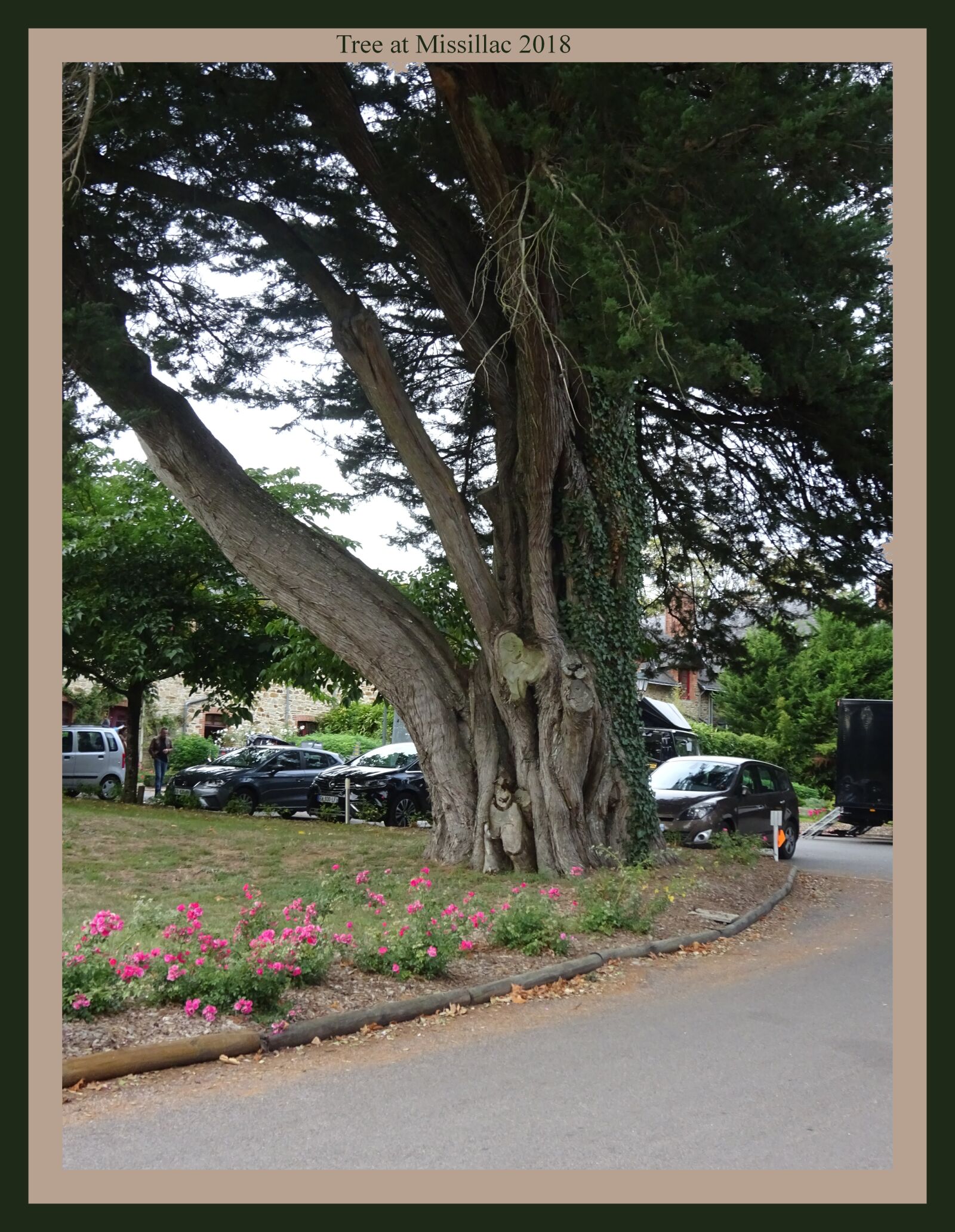 Sony Cyber-shot DSC-WX350 sample photo. Old tree, ancient tree photography