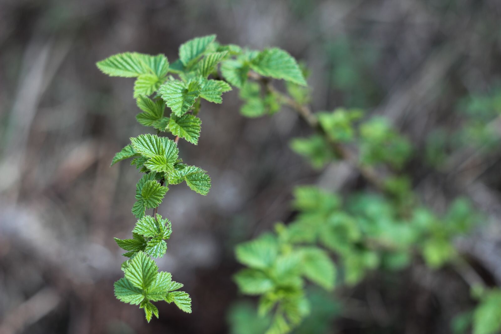 Canon EOS 550D (EOS Rebel T2i / EOS Kiss X4) sample photo. Currant, nature, branch photography