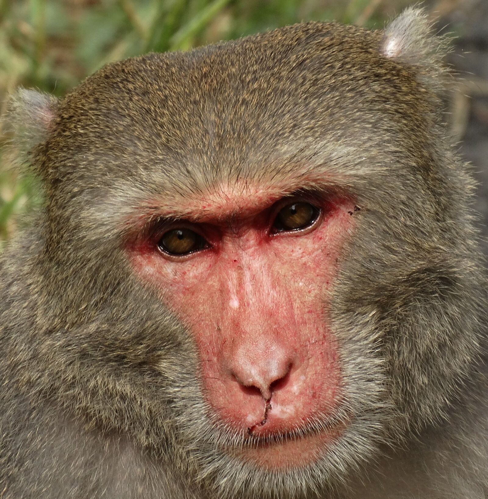 Sony Cyber-shot DSC-HX300 sample photo. Taiwan macaques, shoushan, macaque photography