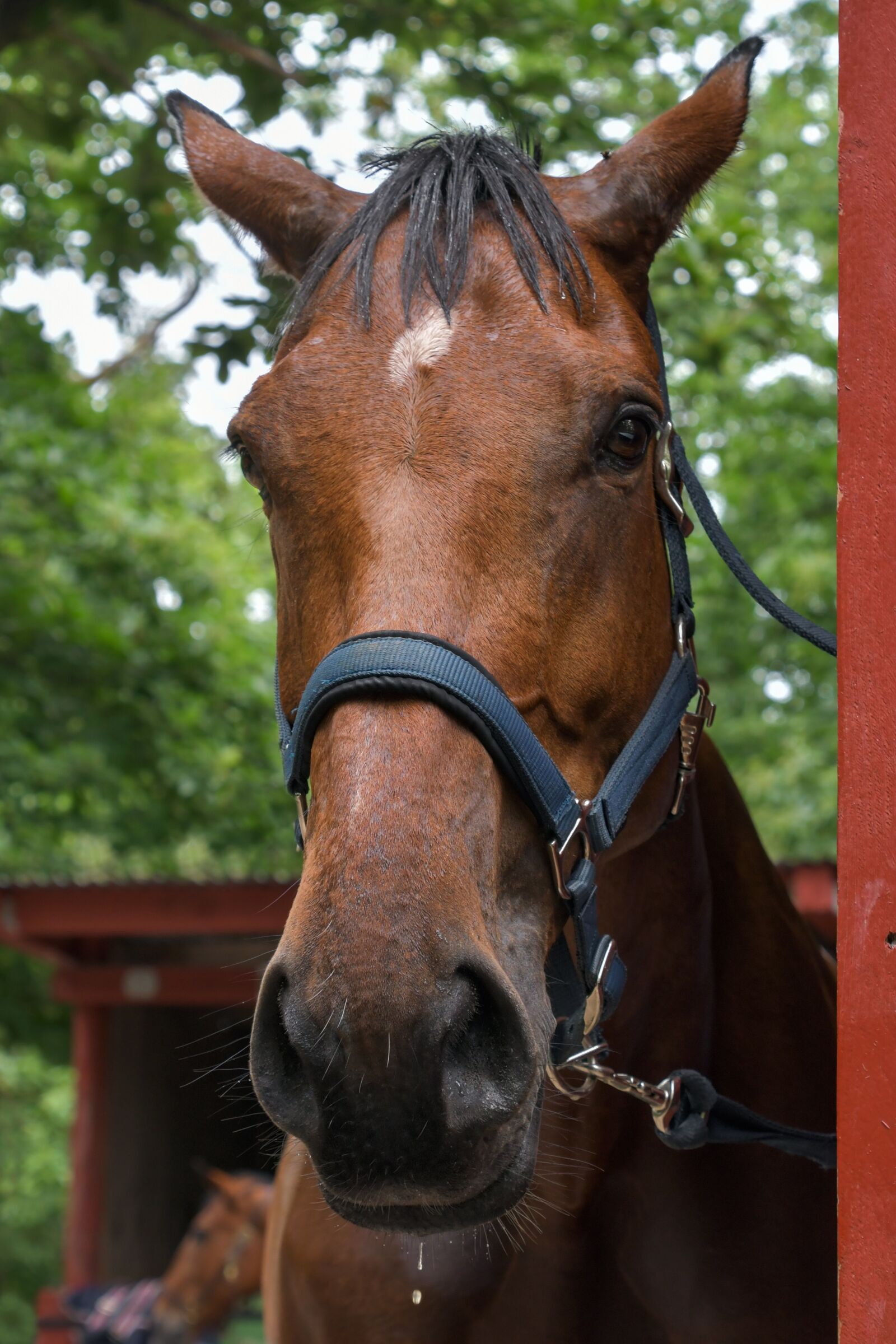 Nikon D500 sample photo. Horse, wet, head photography