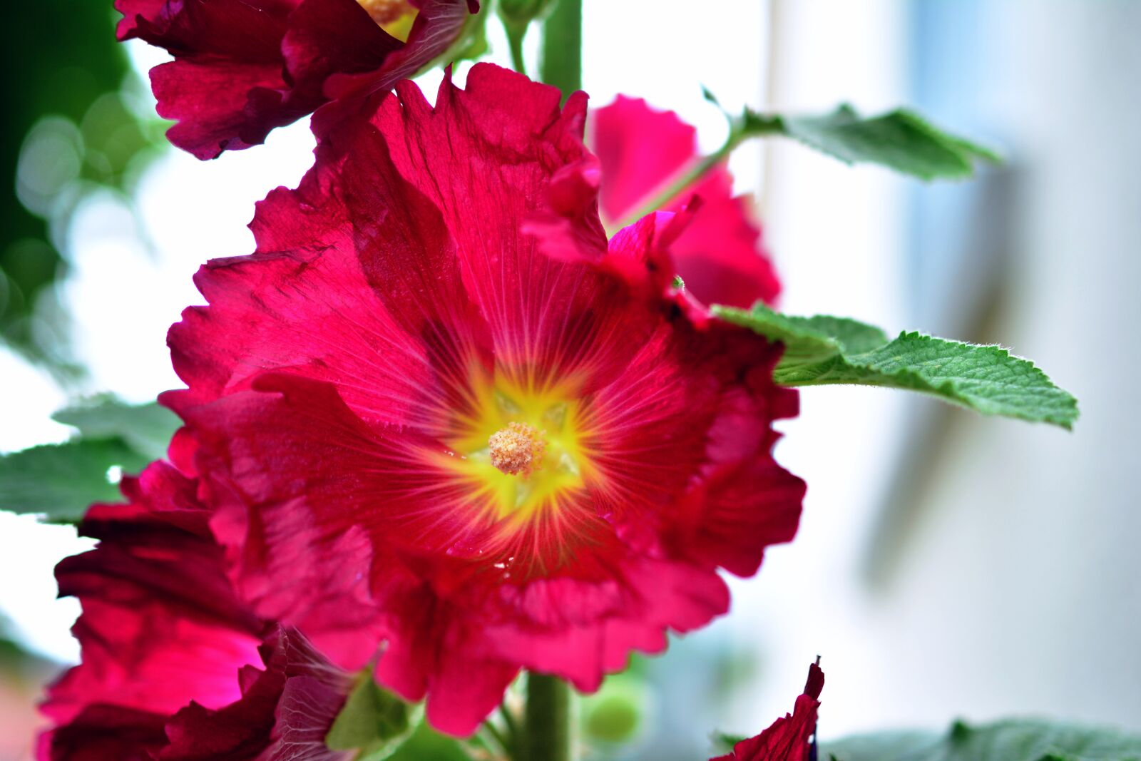 Nikon D5200 sample photo. Stock rose, hollyhock, poplar photography