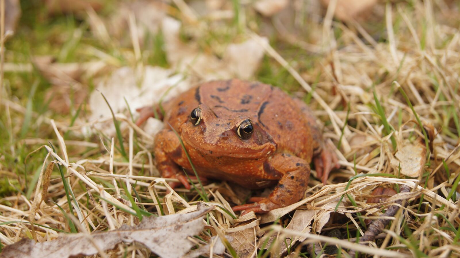 Sony SLT-A55 (SLT-A55V) sample photo. Common frog, nature, frog photography