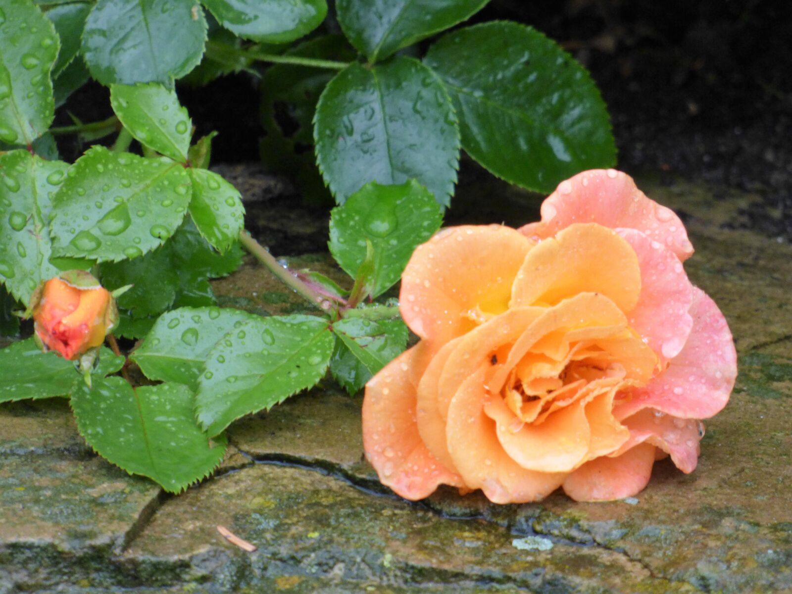 Panasonic DMC-FZ72 sample photo. Rose, flower, nature photography