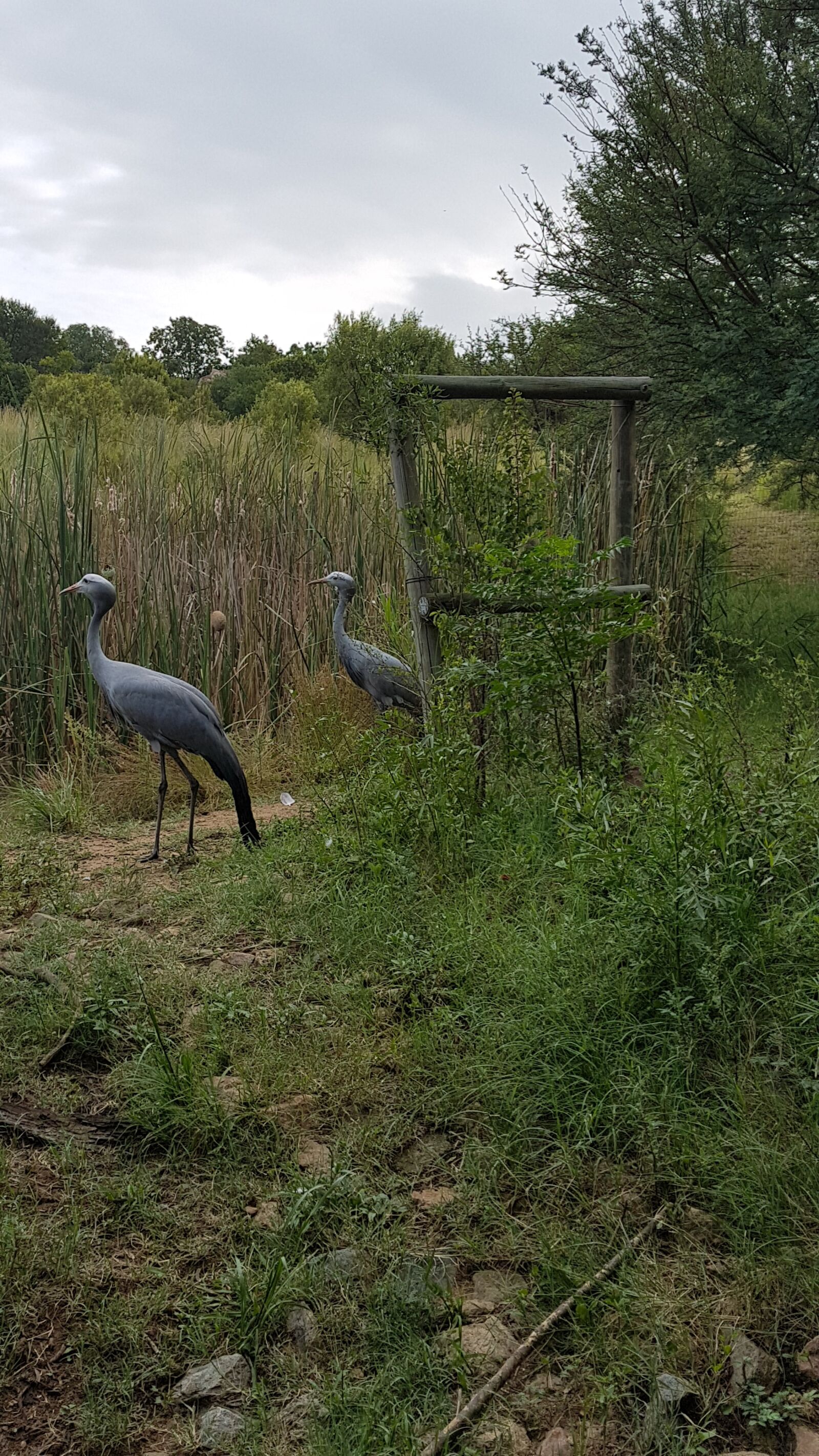 Samsung Galaxy S7 Edge sample photo. Blue crane, endangered, breeding photography