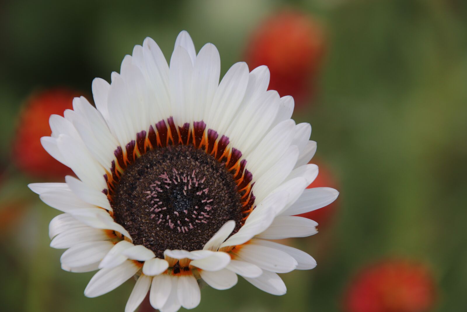 Canon EOS 800D (EOS Rebel T7i / EOS Kiss X9i) sample photo. Flowers, white, heart photography
