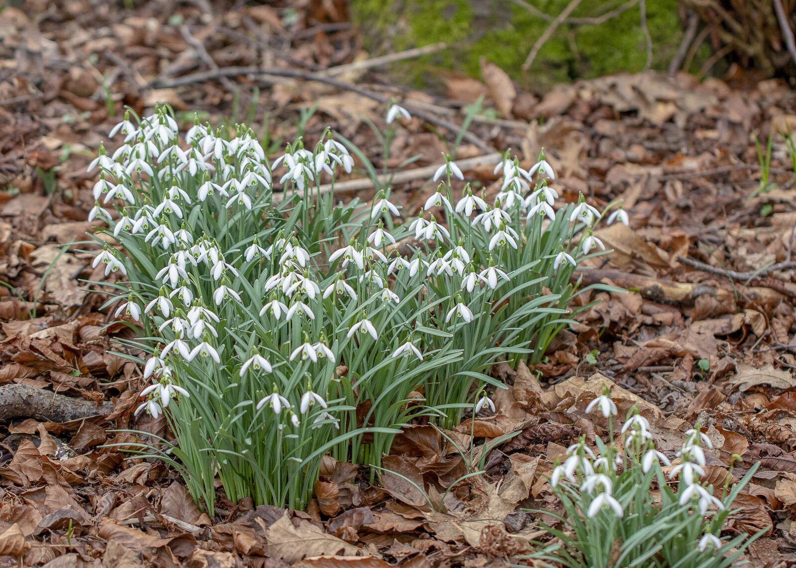Canon EF 100mm F2.8L Macro IS USM sample photo. Snowdrops, wildflowers, pollen photography
