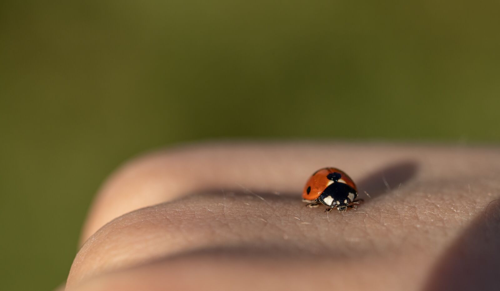 Canon EOS 6D Mark II sample photo. Ladybug, spring, nature photography